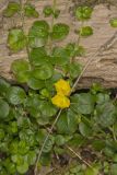 Moneywort, Lysimachia nummularia