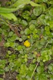 Moneywort, Lysimachia nummularia