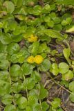 Moneywort, Lysimachia nummularia