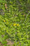 Moneywort, Lysimachia nummularia