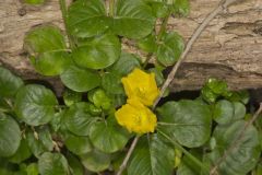 Moneywort, Lysimachia nummularia