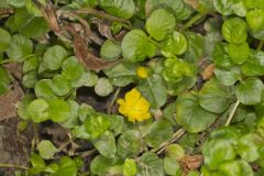 Moneywort, Lysimachia nummularia
