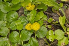 Moneywort, Lysimachia nummularia
