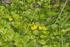 Moneywort, Lysimachia nummularia