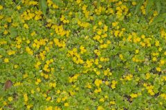 Moneywort, Lysimachia nummularia