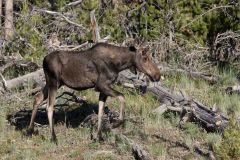 Moose, Alces alces