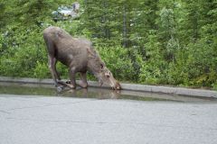 Moose, Alces alces