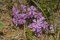Moss Phlox, Phlox subulata