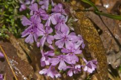 Moss Phlox, Phlox subulata Moss Phlox, Phlox subulata