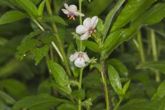 Moth Mullein, Verbascum blattaria