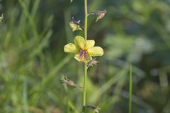 Moth Mullein, Verbascum blattaria
