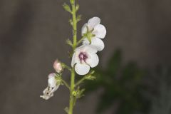 Moth Mullein, Verbascum blattaria