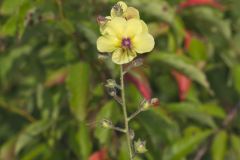 Moth Mullein, Verbascum blattaria