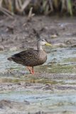 Mottled Duck, Anas fulvigula