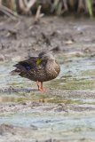 Mottled Duck, Anas fulvigula