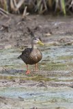 Mottled Duck, Anas fulvigula