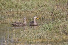 Mottled Duck, Anas fulvigula