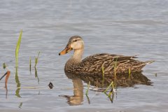 Mottled Duck, Anas fulvigula
