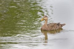 Mottled Duck, Anas fulvigula