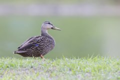 Mottled Duck, Anas fulvigula
