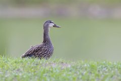Mottled Duck, Anas fulvigula