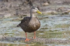 Mottled Duck, Anas fulvigula