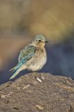 Mountain Bluebird, Sialia currucoides
