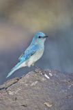 Mountain Bluebird, Sialia currucoides