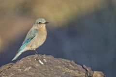 Mountain Bluebird, Sialia currucoides