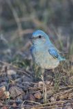 Mountain Bluebird, Sialia currucoides