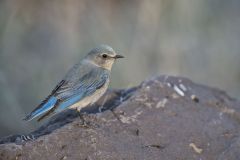 Mountain Bluebird, Sialia currucoides