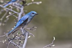 Mountain Bluebird, Sialia currucoides