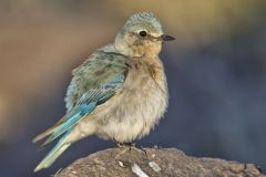 Mountain Bluebird, Sialia currucoides