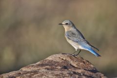 Mountain Bluebird, Sialia currucoides
