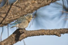 Mountain Bluebird, Sialia currucoides