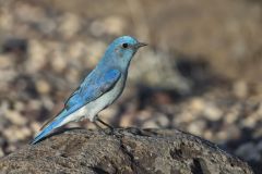Mountain Bluebird, Sialia currucoides