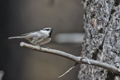 Mountain Chickadee, Poecile gambeli
