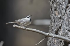 Mountain Chickadee, Poecile gambeli