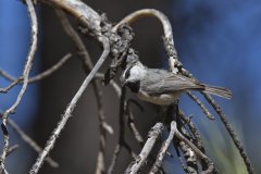 Mountain Chickadee, Poecile gambeli