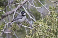 Mountain Chickadee, Poecile gambeli