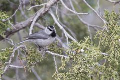Mountain Chickadee, Poecile gambeli