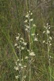 Mountain Deathcamas, Zigadenus elegans