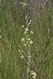 Mountain Deathcamas, Zigadenus elegans