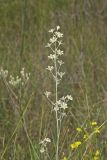 Mountain Deathcamas, Zigadenus elegans