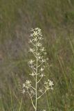 Mountain Deathcamas, Zigadenus elegans