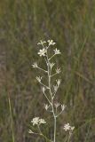Mountain Deathcamas, Zigadenus elegans