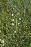 Mountain Deathcamas, Zigadenus elegans