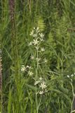Mountain Deathcamas, Zigadenus elegans