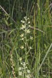 Mountain Deathcamas, Zigadenus elegans