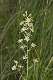 Mountain Deathcamas, Zigadenus elegans